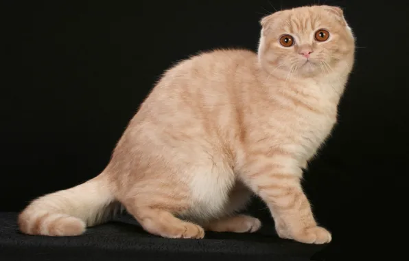 Картинка фото, неко, кошечка, Шотландская кошка