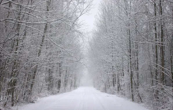 Картинка зима, иней, дорога, лес, снег, деревья, следы