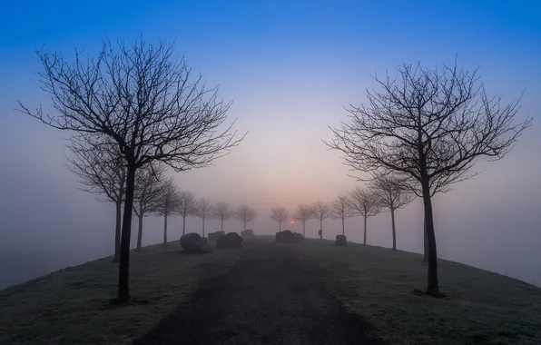 Картинка дорога, небо, деревья, туман, вечер