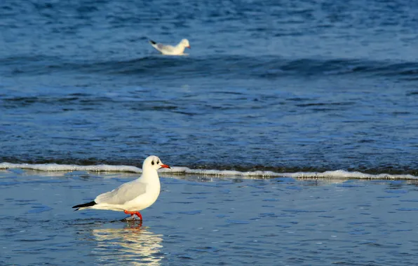 Sea, bird, water