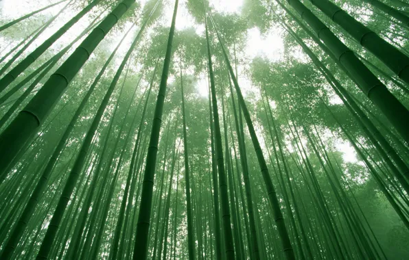 Небо, деревья, зеленый, листва, бамбук