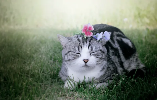 Кошка, трава, кот, цветы, природа, сон, спит, лежит