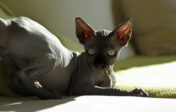Кошка, взгляд, свет, поза, котенок, серый, лапки, лежит