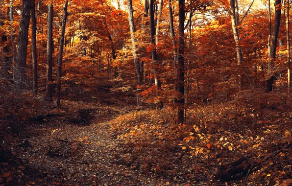 Картинка осень, лес, листья, деревья, ветки, природа, листва, желтые