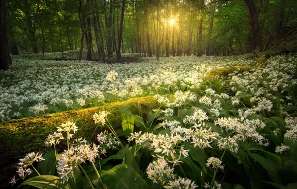 Картинка лес, солнце, лучи, деревья, пейзаж, природа, чеснок, черемша