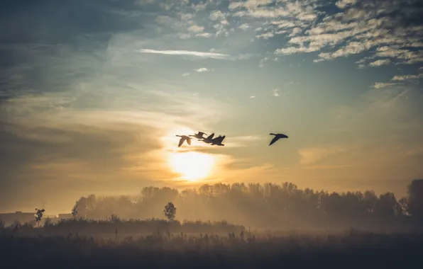 Картинка птицы, туман, озеро, утро