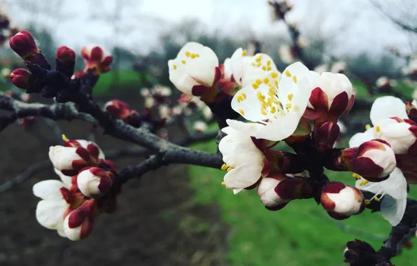 Весна, абрикос, цветение