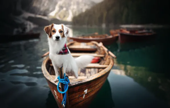 Вода, природа, озеро, животное, собака, лодки, пёс