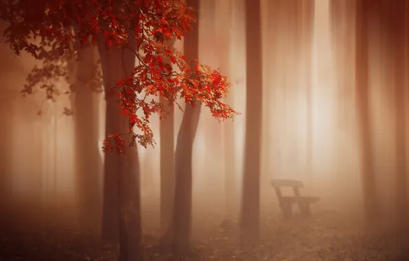 Картинка осень, туман, скамья