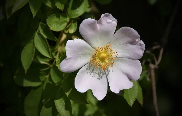 Картинка Макро, Macro, White flower, Белый цветок