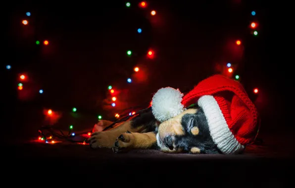 Собака, Новый Год, Рождество, гирлянда, Christmas, dog, 2018, Merry Christmas