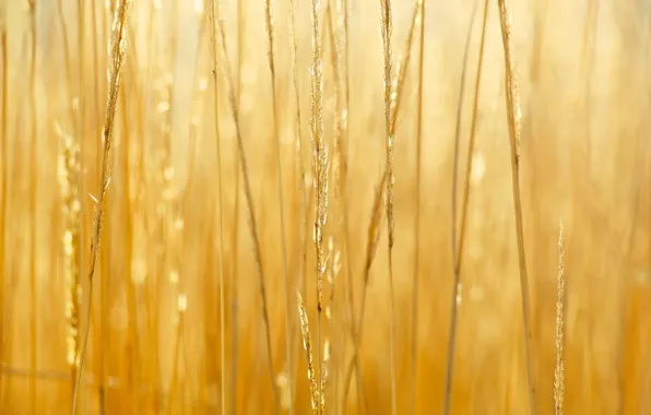 Grass, field, dry