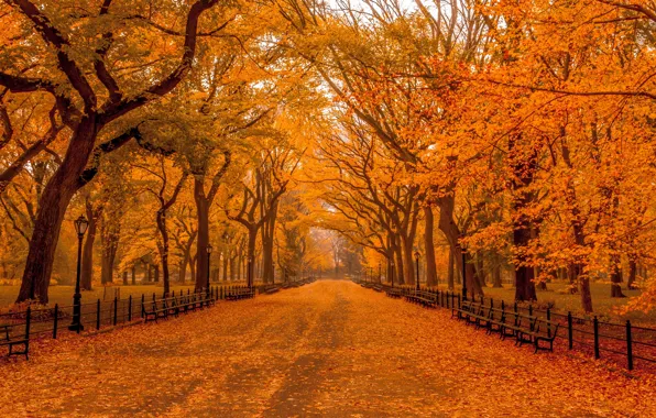 Картинка дорога, осень, деревья, парк, ограда, фонари, скамейки, осенний парк
