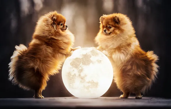 Луна, шар, парочка, две собаки, Померанский шпиц