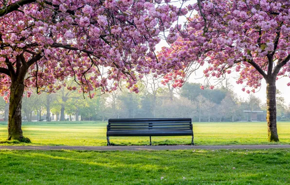 Деревья, цветы, парк, весна, цветение, pink, blossom, park