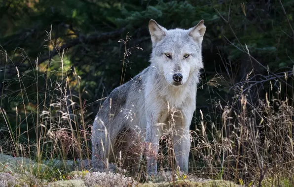 Картинка лес, трава, взгляд, морда, природа, поза, серый, фон