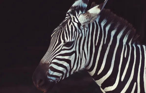 Africa, animal, wildlife, Zebra