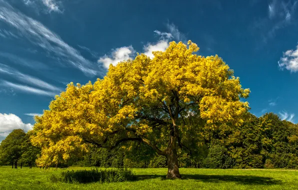 Поле, осень, небо, облака, деревья