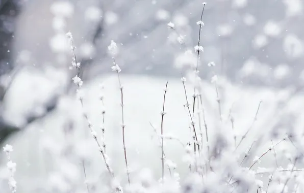 Картинка зима, белый, макро, снег, природа, растения