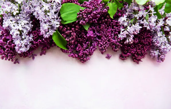 Фон, сирень, композиция, Olena Rudo
