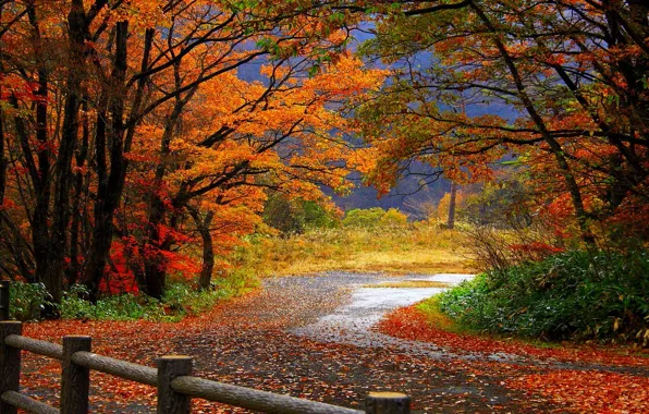 Картинка дорога, лес, листья, деревья, забор, Осень, ограда