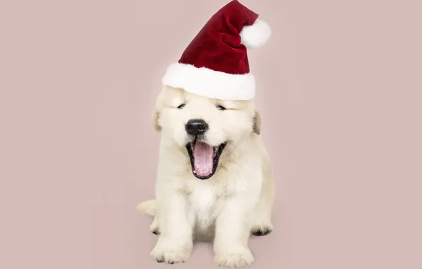 Собака, Новый Год, Рождество, щенок, санта, лабрадор, Christmas, puppy