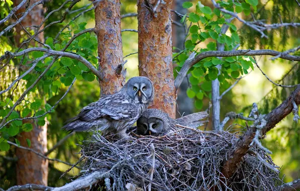 Картинка деревья, птицы, гнездо, сосны, Финляндия, Finland, nest, Great gray owls