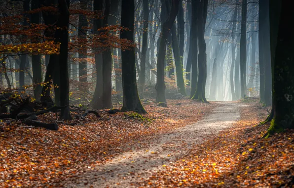 Дорога, осень, лес, листья, деревья, тропа, forest, road