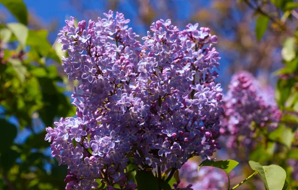Flower, spring, lilac, blooming