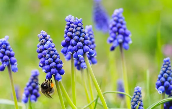 Flower, spring, grape hyacinths