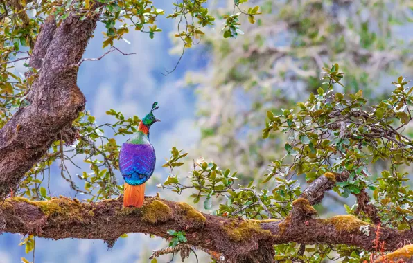 Картинка дерево, птица, Гималайский монал