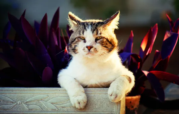 Кошка, кот, взгляд, свет, поза, темный фон, лапки, растения