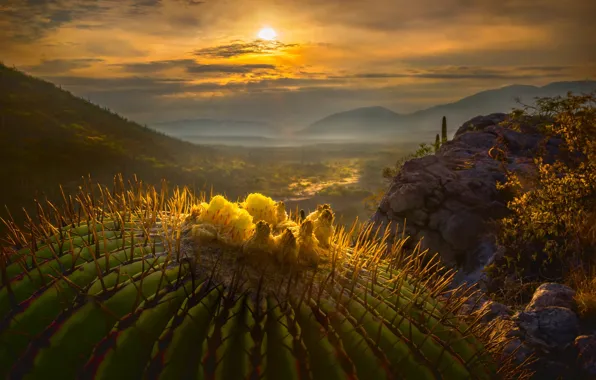 Солнце, макро, кактус, долина, Мексика