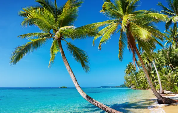 Картинка море, пляж, лето, пейзаж, тропики, пальмы, отдых, остров