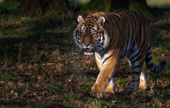 Картинка тигр, хищник, прогулка, дикая кошка