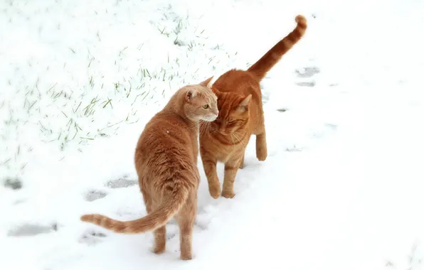Картинка поле, снег, кошки