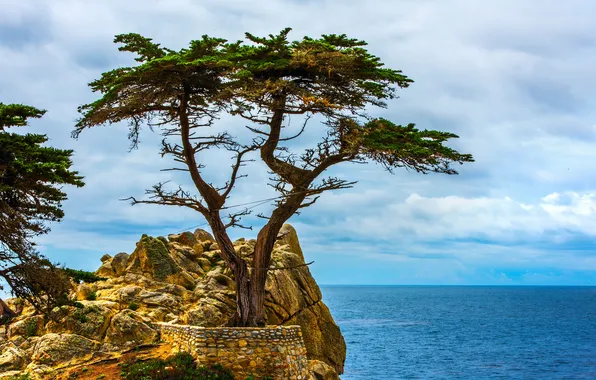 Картинка море, природа, скала, дерево