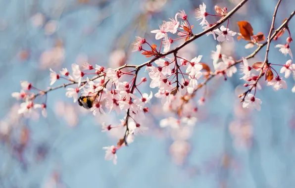 Картинка ветки, пчела, дерево, весна
