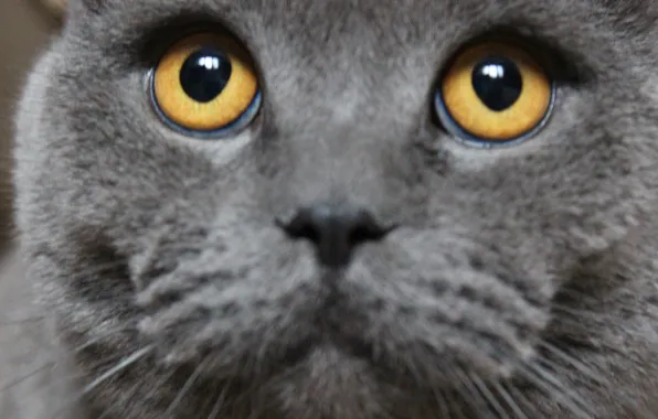Глаза, кот, взгляд, вверх