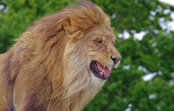 Картинка морда, портрет, лев, пасть