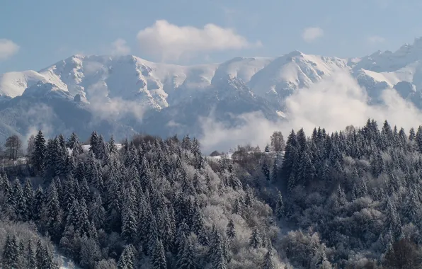 Картинка зима, лес, горы, ели, Карпаты, Румыния, Трансильвания