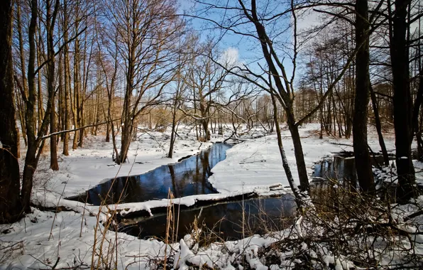 Forest, river, winter, belarus