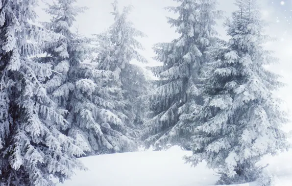 Картинка Природа, Зима, Деревья, Снег, Ель