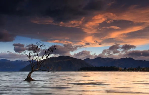 New Zealand, Lake Wanaka, Birds on a Tree