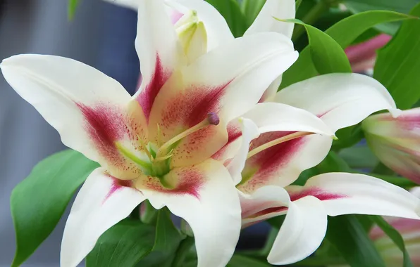 Макро, лилии, лепестки