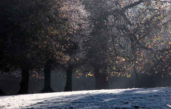 Картинка зима, снег, деревья, фото, дерево, красота, зимние обои, зимняя природа