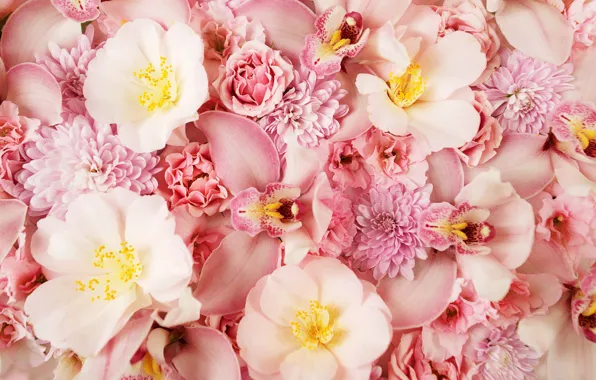 Цветы, розовый фон, орхидея