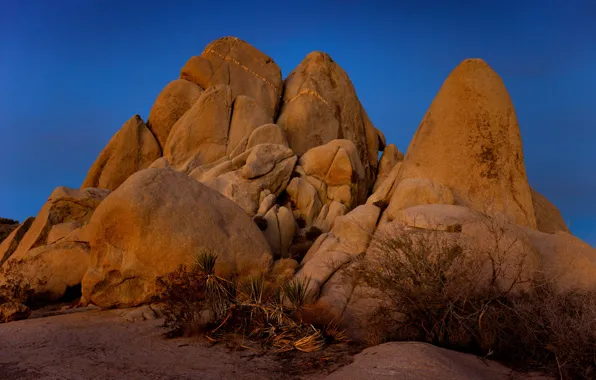 Картинка скалы, рассвет, утро, дерево Джошуа, Joshua tree