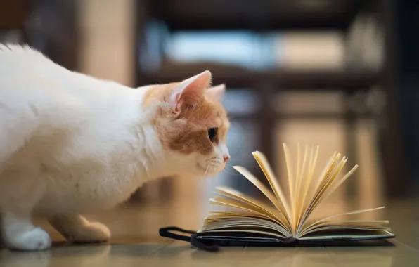 Картинка кошка, книга, torode