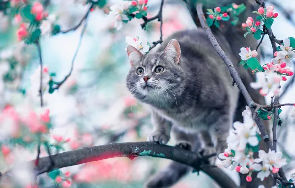 Кошка, кот, цветы, весна